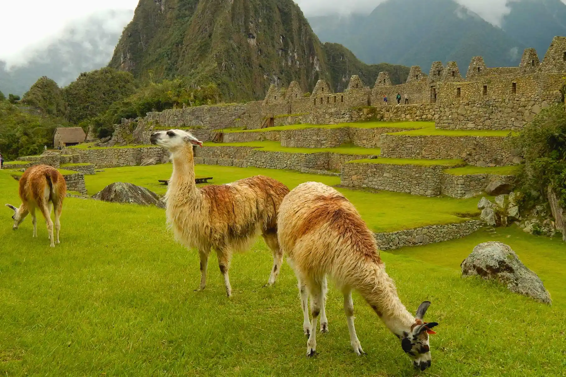 Tour Machu Picchu 1 Dia 4